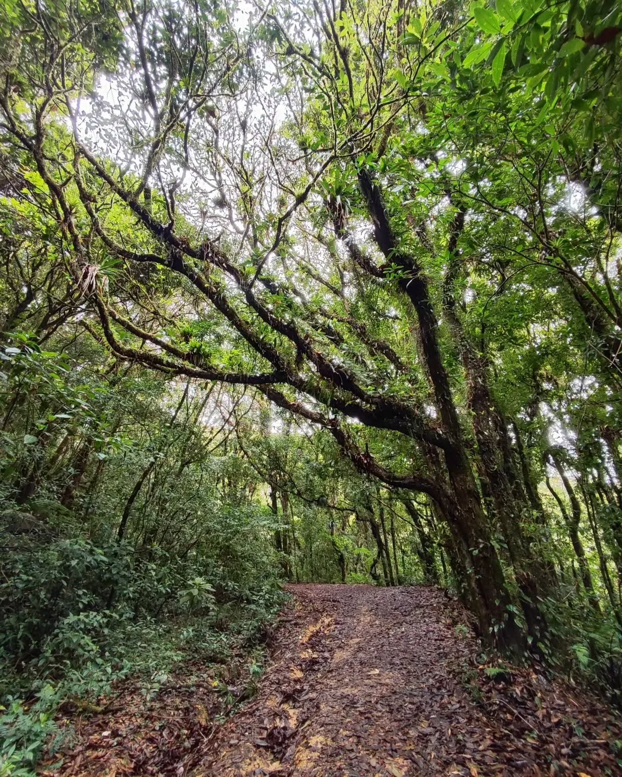 Sendero cubierto de hojas bajo ramas retorcidas llenas de bromelias y otras epífitas.