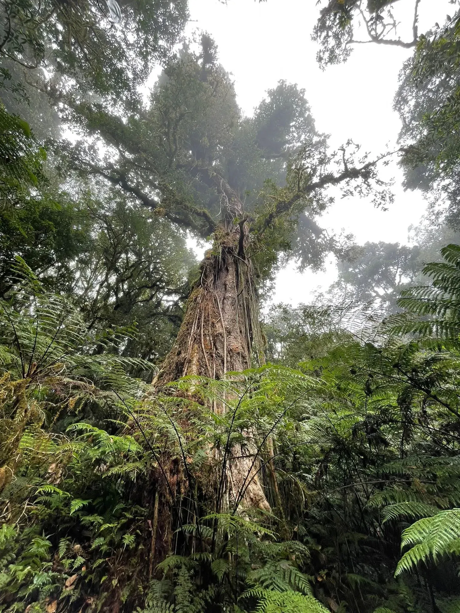 Un árbol enorme se alza entre la niebla sobre helechos arborescentes en el bosque nublado.