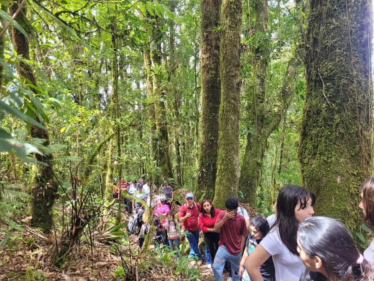 Fila de visitantes caminando por el bosque entre troncos cubiertos de musgo.