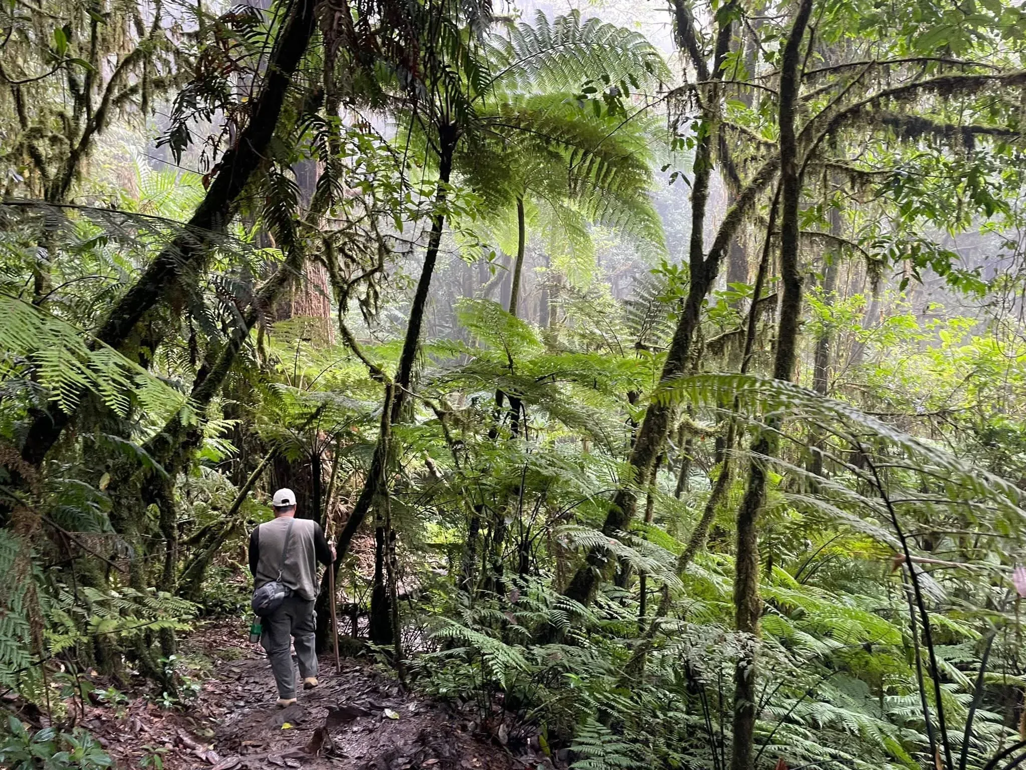 Un guía con bastón camina por un sendero entre helechos arborescentes y niebla.