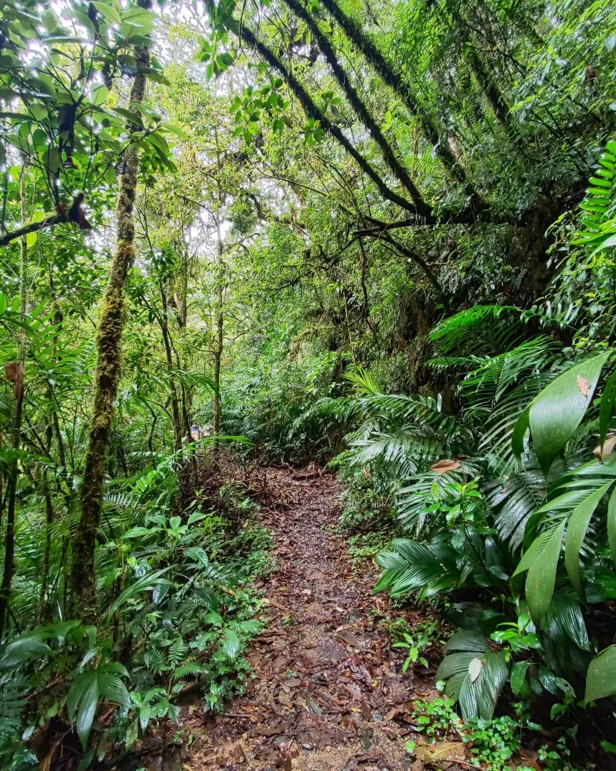 Sendero de barro y hojas entre helechos y troncos cubiertos de musgo.