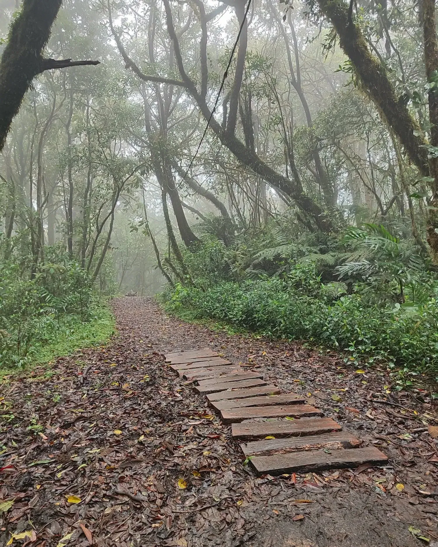 Un sendero de tablones de madera entre árboles cubiertos de musgo y niebla.