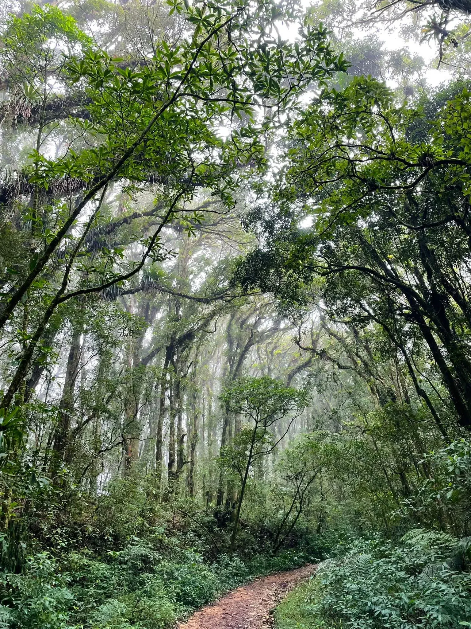 Un sendero de tierra rojiza sube bajo el dosel alto y neblinoso del bosque nublado.