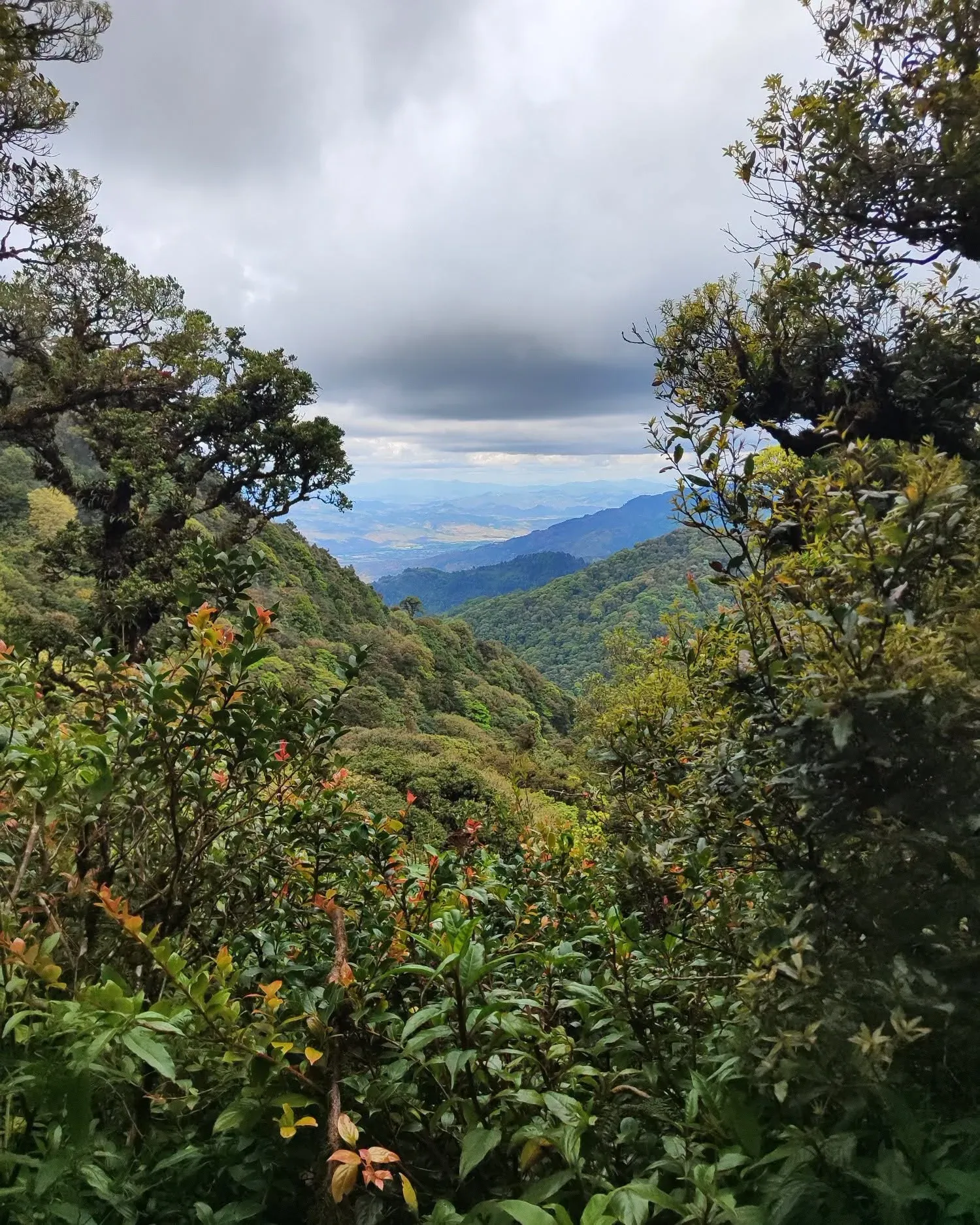 Crestas de montaña cubiertas de bosque y un valle lejano bajo nubes densas, vistos entre el follaje.