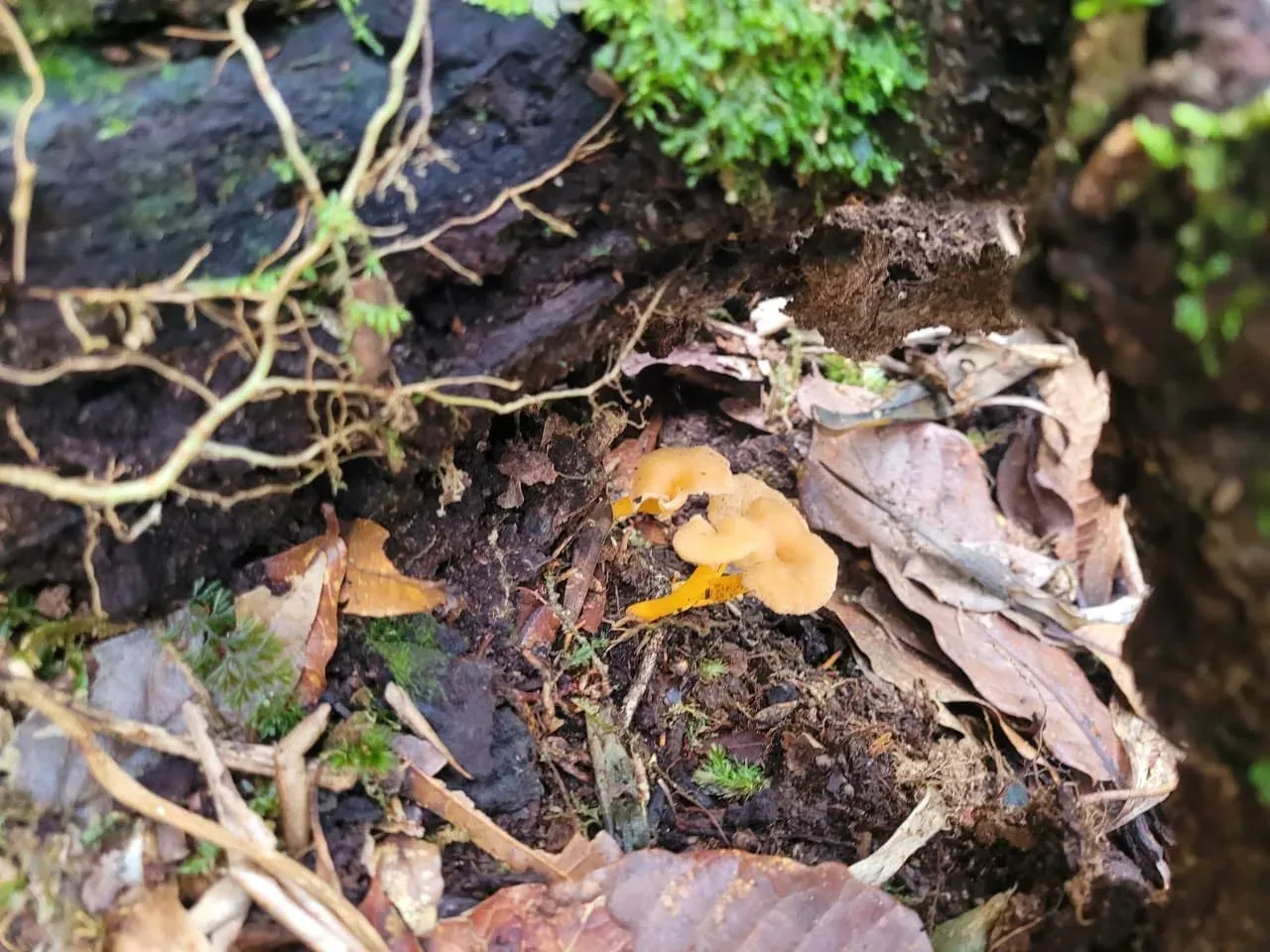 Pequeños hongos naranjas entre hojarasca, junto a un tronco cubierto de musgo.