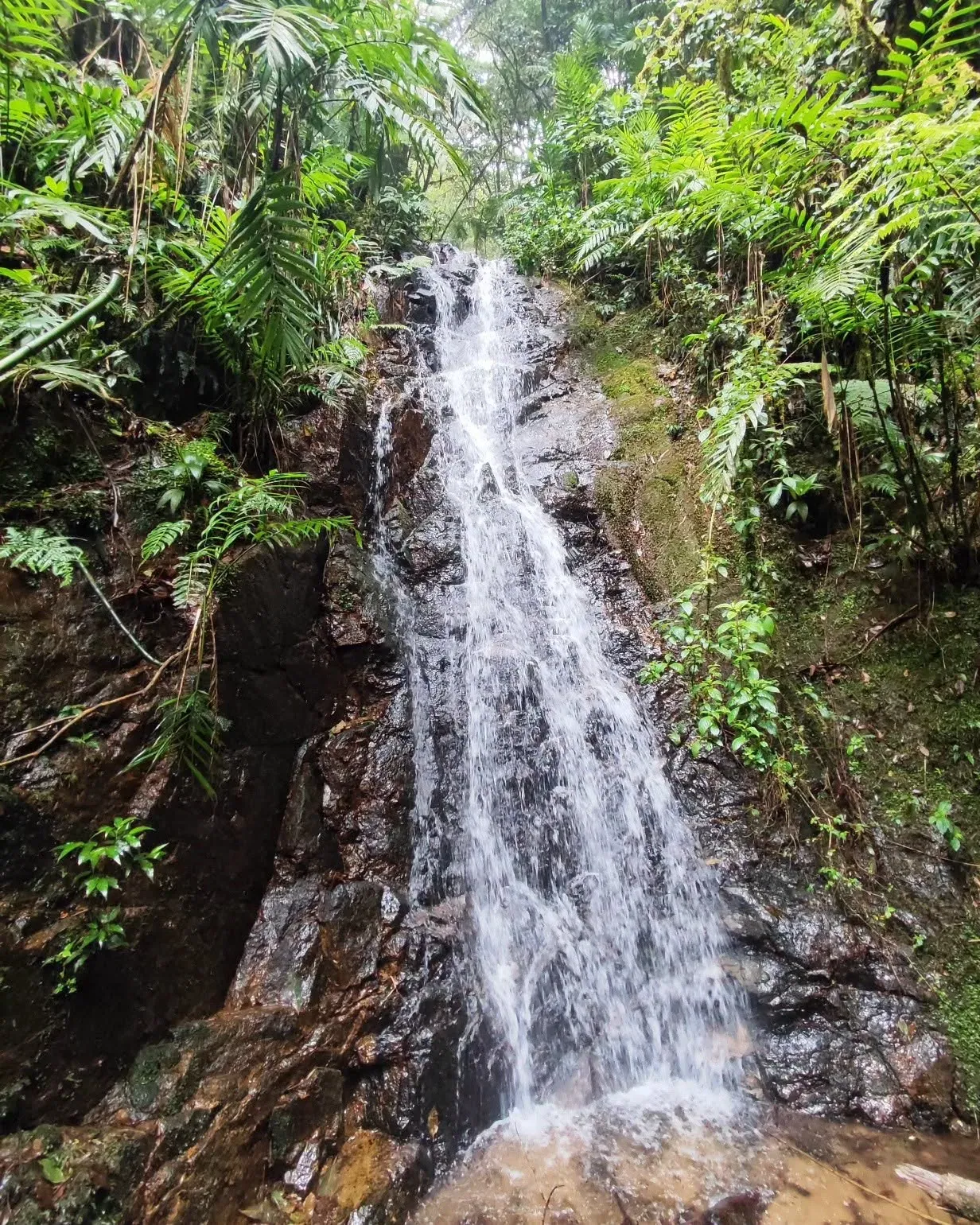 Una cascada angosta cae por roca oscura y mojada rodeada de helechos.
