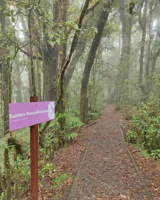 Sendero de grava que entra en el bosque con neblina, junto a un rótulo morado de madera que dice Sendero Bosque Nublado.
